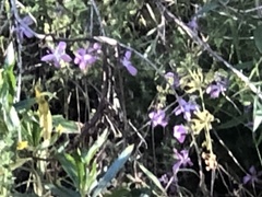 Linanthus californicus