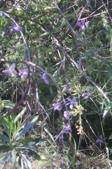 Linanthus californicus
