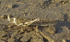 Schistocerca gregaria flaviventris