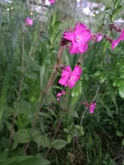Silene dioica