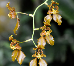 Cyrtochilum annulare