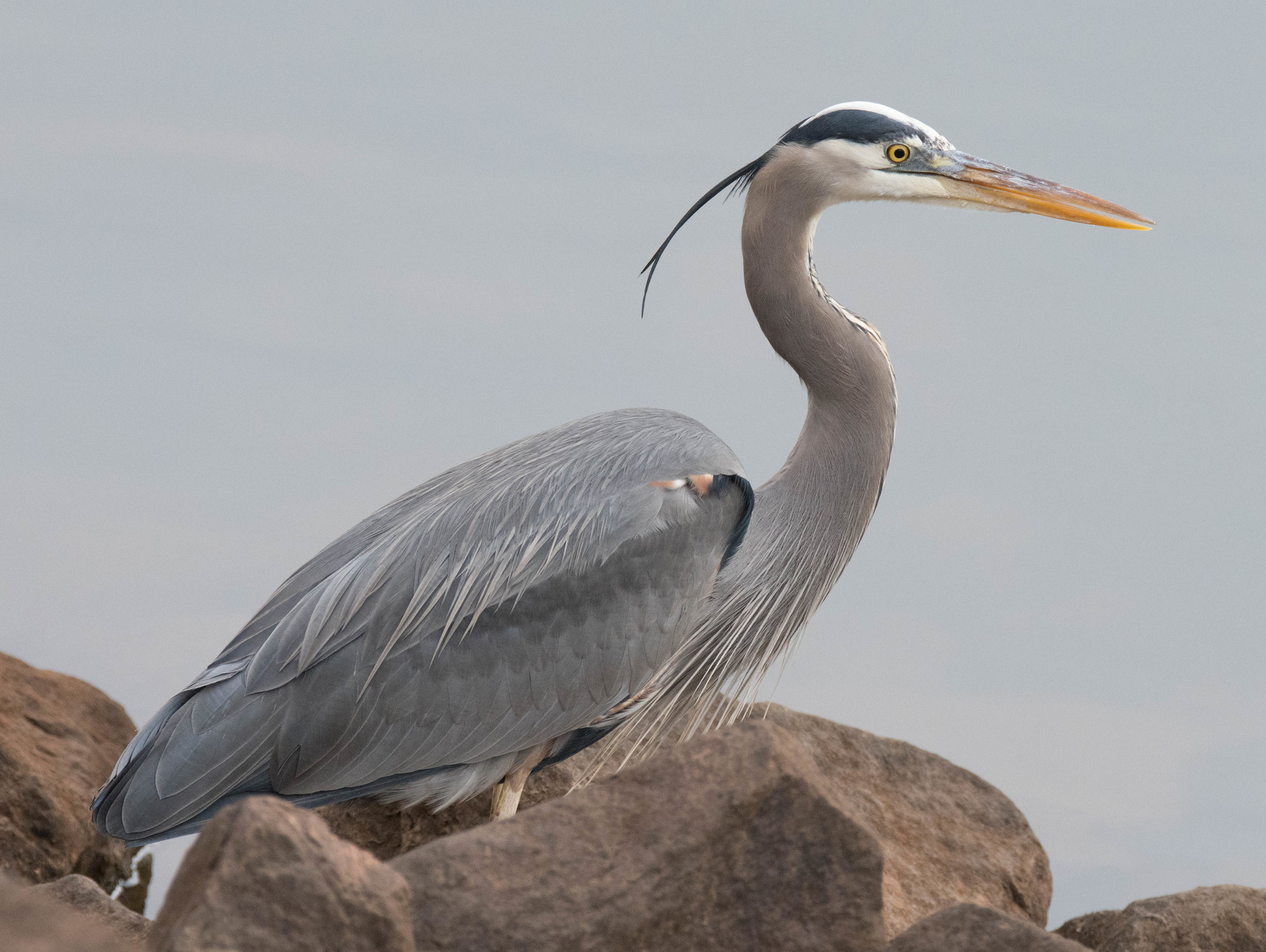 Garza Morena (Ardea herodias) · NaturaLista Mexico