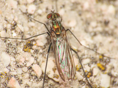 Liancalus virens