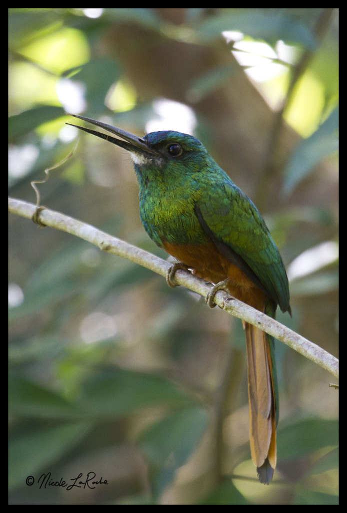 Bluish-fronted Jacamar photo