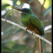 Bluish-fronted Jacamar - Photo (c) Nicole LaRoche, some rights reserved (CC BY-NC), uploaded by Nicole LaRoche