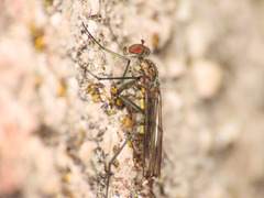 Liancalus virens