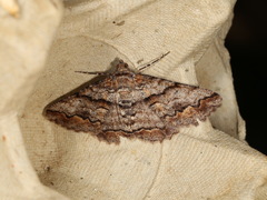 Gastrinodes bitaeniaria