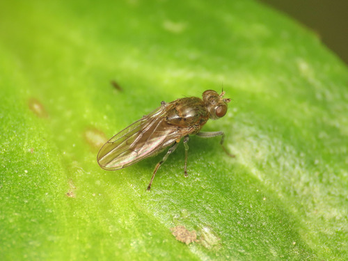 Parydra coarctata