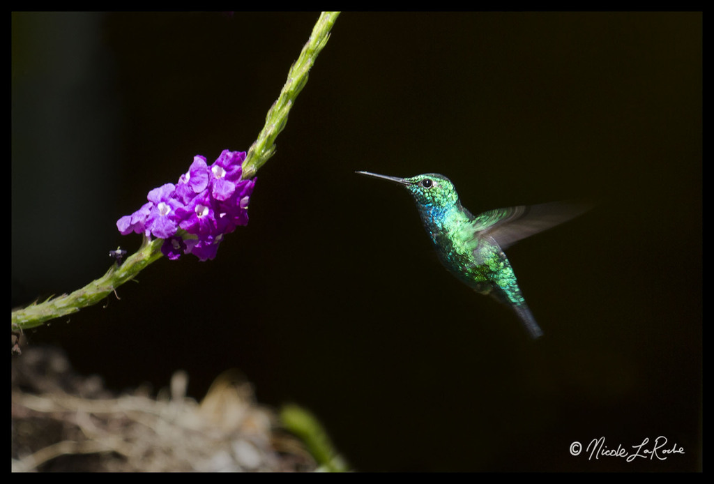 Blue-tailed Emerald photo