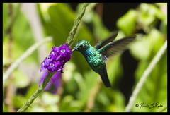 Chlorostilbon mellisugus