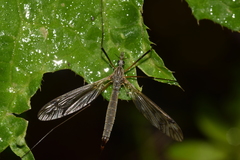 Tipula varipennis