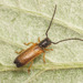 Ash Longhorn Beetle - Photo (c) Emanuele Santarelli, some rights reserved (CC BY-SA), uploaded by Emanuele Santarelli