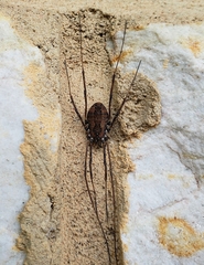 Hadrobunus maculosus