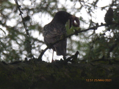 Sturnus vulgaris