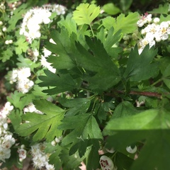 Crataegus monogyna
