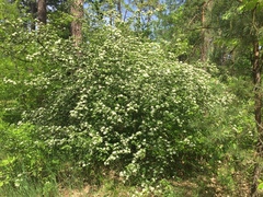 Crataegus monogyna