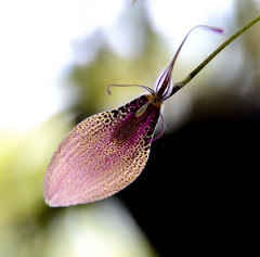 Restrepia