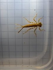 Platycnemis pennipes