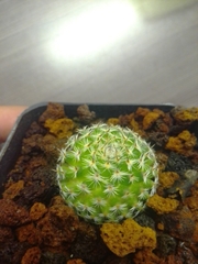 Mammillaria huitzilopochtli
