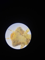 Platycnemis pennipes