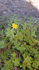 Thymus bashkiriensis