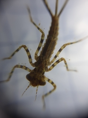 Platycnemis pennipes