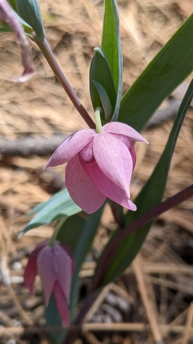 Purple fairy-lantern (Calochortus amoenus)