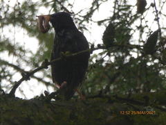 Sturnus vulgaris