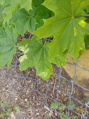 Acer platanoides