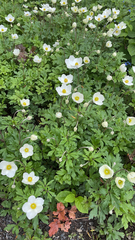 Anemonoides sylvestris