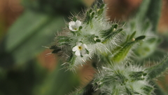 Cryptantha barbigera barbigera