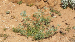 Cryptantha barbigera barbigera