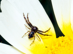 Synema globosum