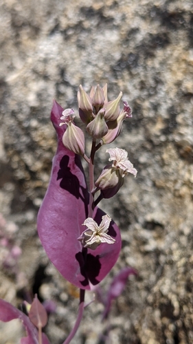 Image of Streptanthus farnsworthianus by (c) My-Lan Le, some rights reserved (CC BY)