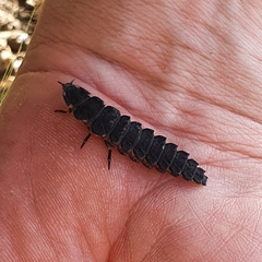 Pelania mauritanica