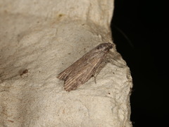 Heteromicta pachytera