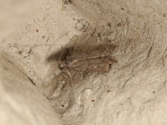 Heteromicta pachytera