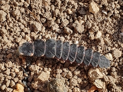 Pelania mauritanica