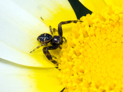 Synema globosum