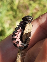 Pelania mauritanica