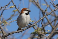 Passer motitensis