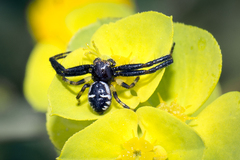 Synema globosum