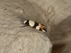 Zonopetala decisana