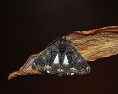 Catephia alchymista