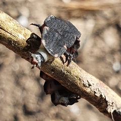 Pelania mauritanica