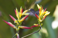 Phaethornis hispidus