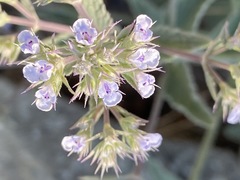 Nepeta parviflora