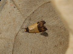 Heteroteucha kershawi