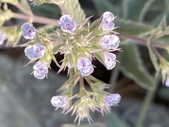 Nepeta parviflora
