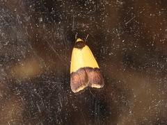 Heteroteucha dichroella